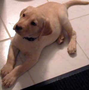 Puppy carpet cleaner