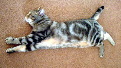 cat on carpet cleaning